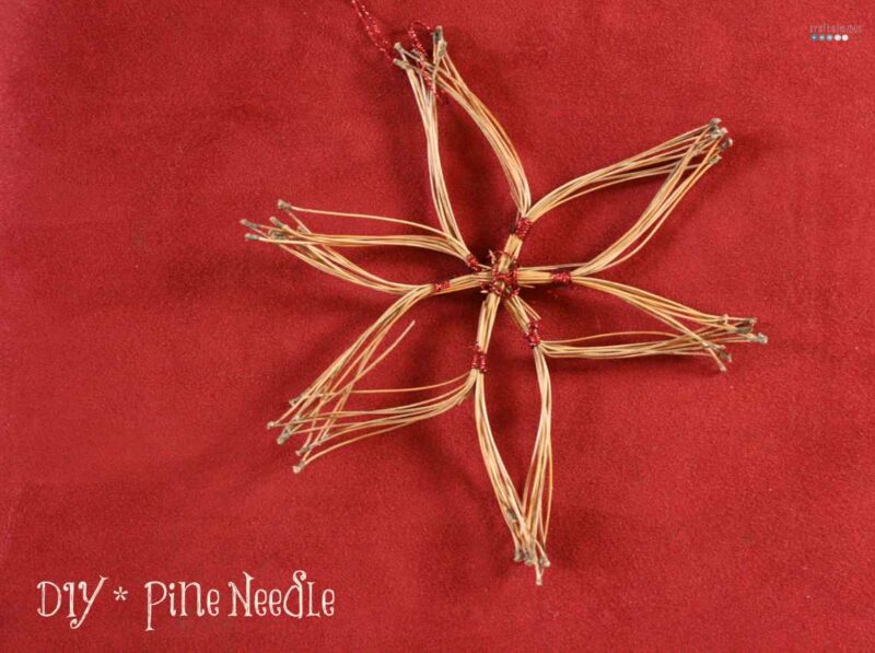 star of pine needles