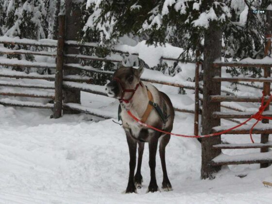 our sledge reindeer