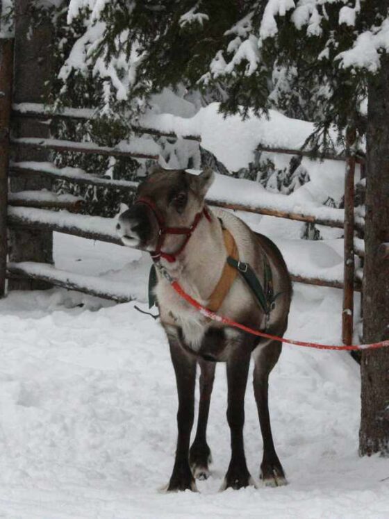 our sledge reindeer