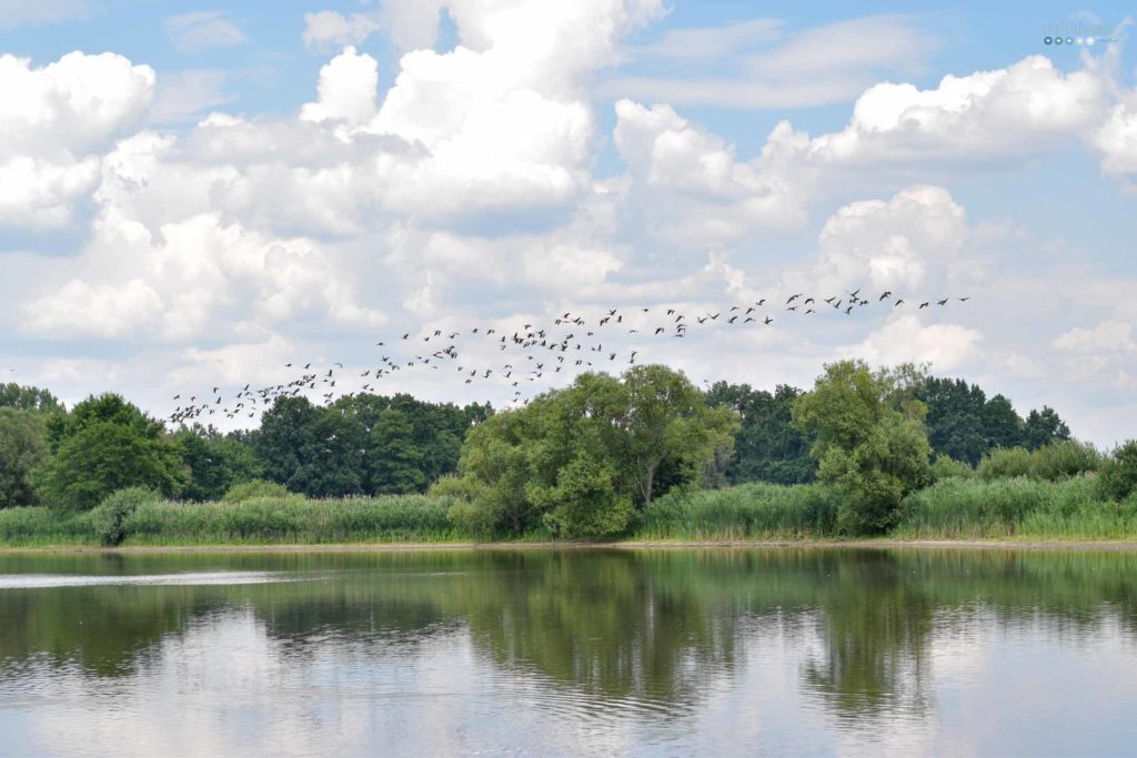 enjoying summer at home lake view with birds craftaliciousme seeking creative life