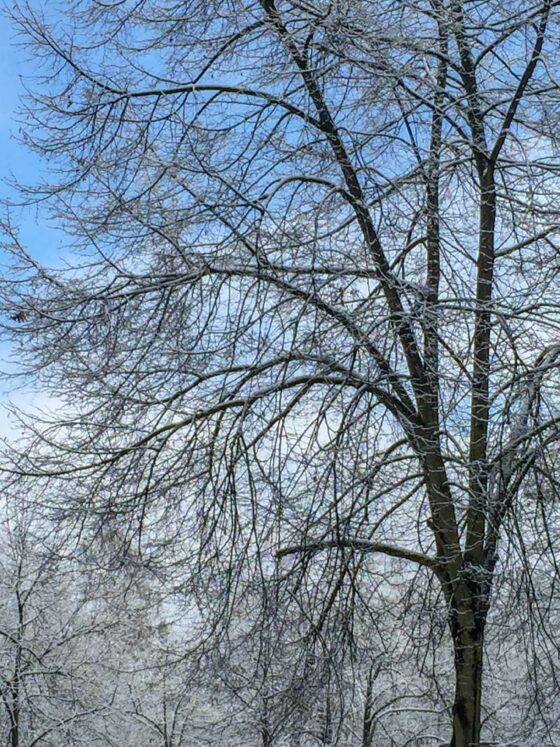 winter bucket list 2020 with snow dusted trees with blue sky craftaliciousme seeking creative life