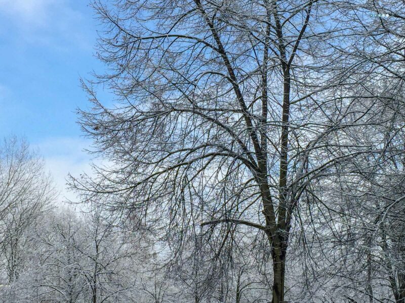 winter bucket list 2020 with snow dusted trees with blue sky craftaliciousme seeking creative life