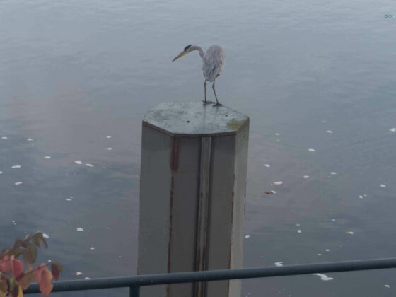 wildlife_gray heron peeking