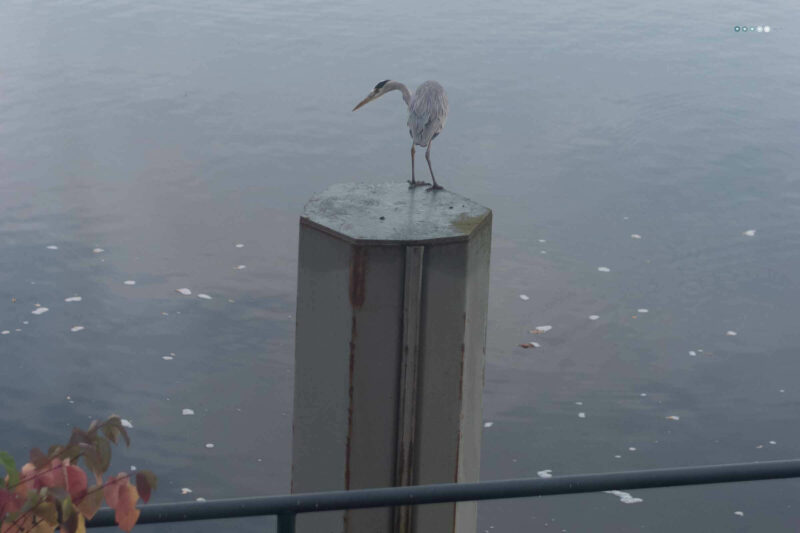 wildlife_gray heron peeking