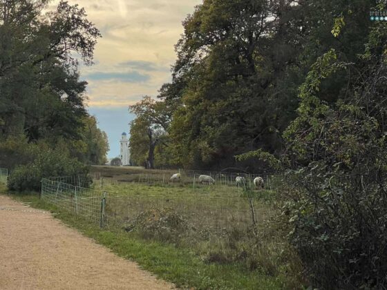 Date Day October view of castle on peacock island over meadow with sheep