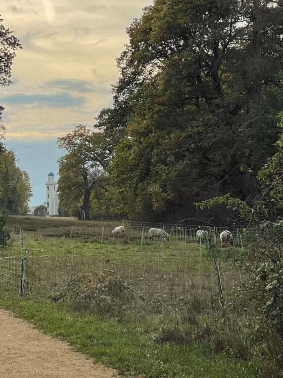 Date Day October view of castle on peacock island over meadow with sheep