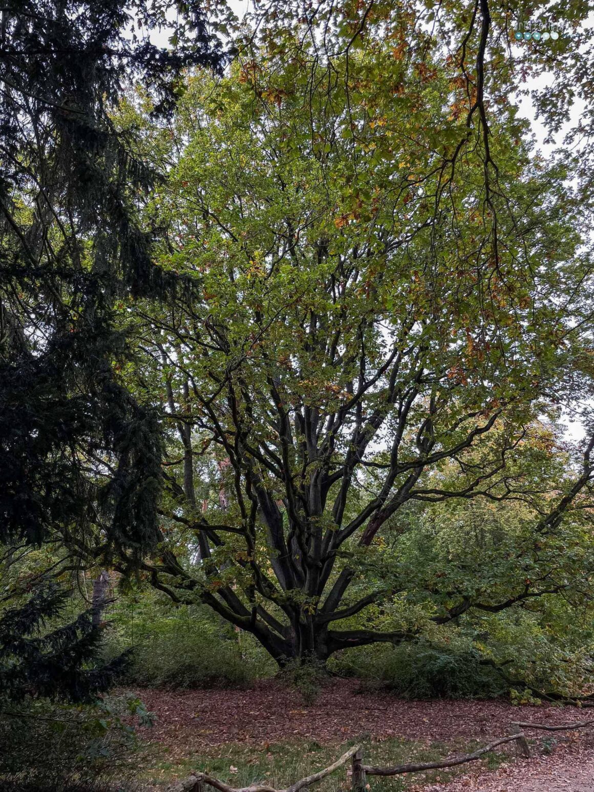 Date Day October tree on peacock island