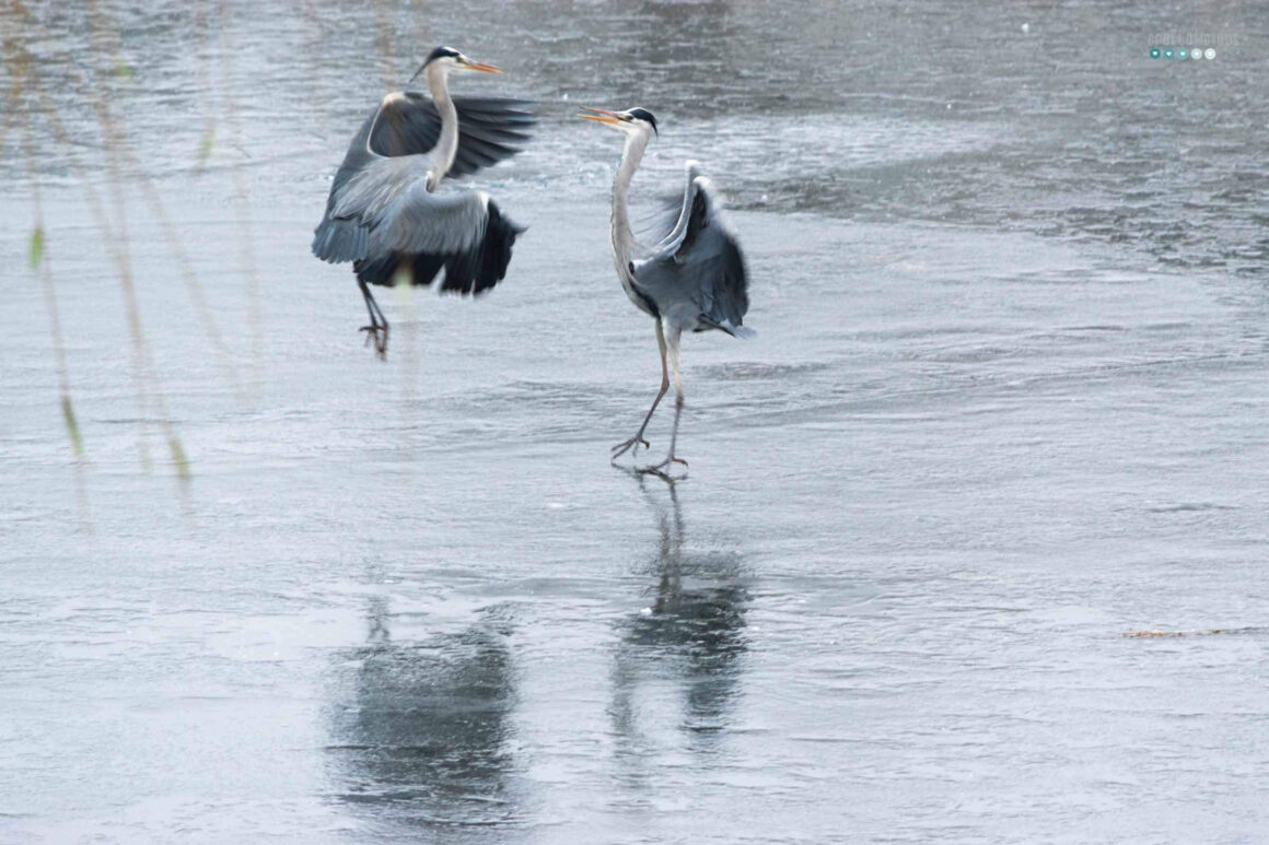 Pairs – Spotted Photo Challenge heron